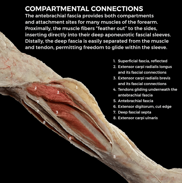 Meet FR:EIA: The World's First Whole-Body, Fascial-Focused